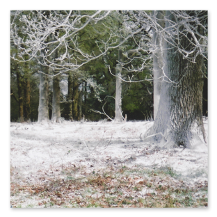 Frost - Sonneti - Windsor Great Park