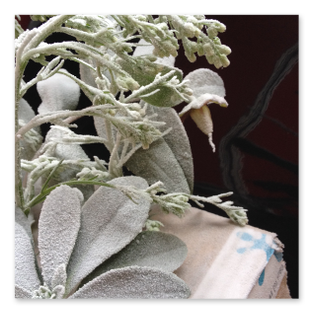 Frost Leaves