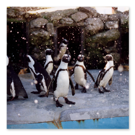 Penguins - Falling Snow